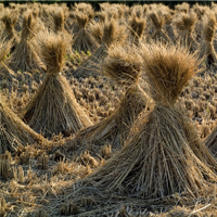 MT4-Harvesting
